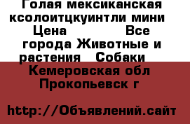 Голая мексиканская ксолоитцкуинтли мини › Цена ­ 20 000 - Все города Животные и растения » Собаки   . Кемеровская обл.,Прокопьевск г.